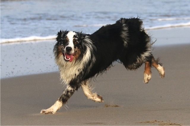 A  wet Blue Merle Australian Shepherd frolicking at the beach.